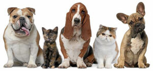 Pet Adoption at Our Springfield Shelter